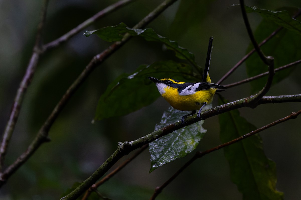 Yellow-breasted Boatbill - ML641788334