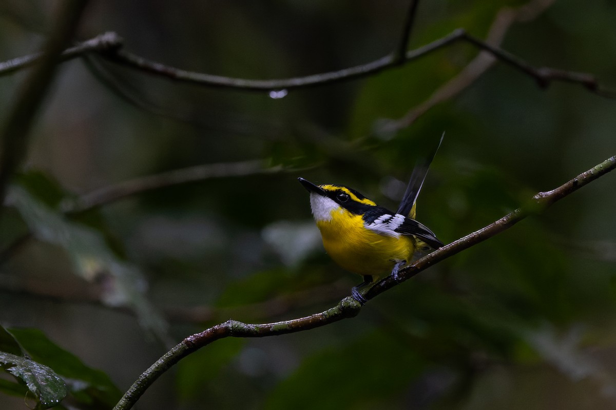 Yellow-breasted Boatbill - ML641788335