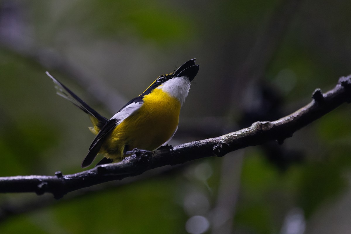 Yellow-breasted Boatbill - ML641788336