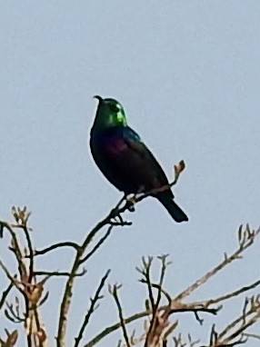 Purple-banded Sunbird - ML641788348