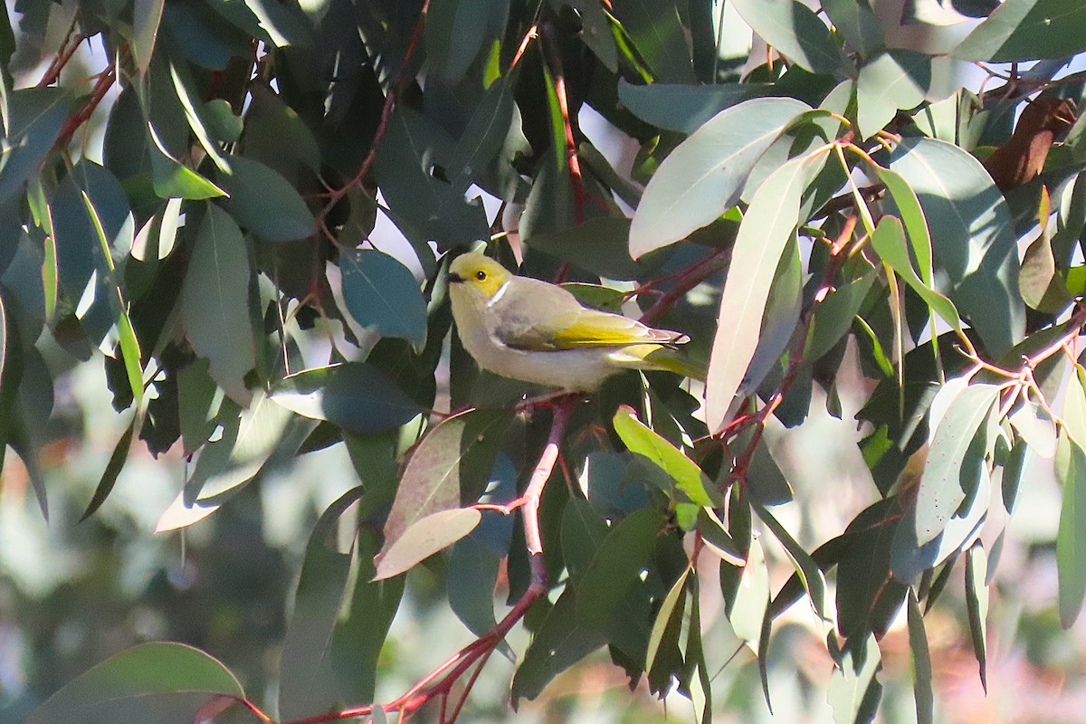 White-plumed Honeyeater - ML641788356