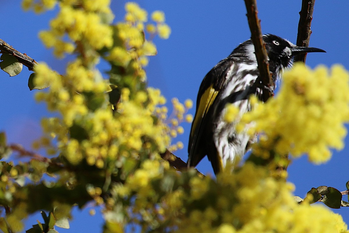 New Holland Honeyeater - ML641788363