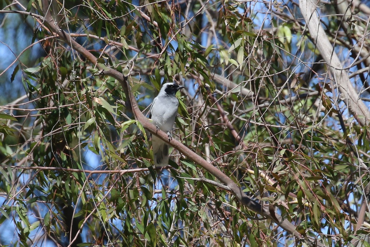 Black-faced Cuckooshrike - ML641788366