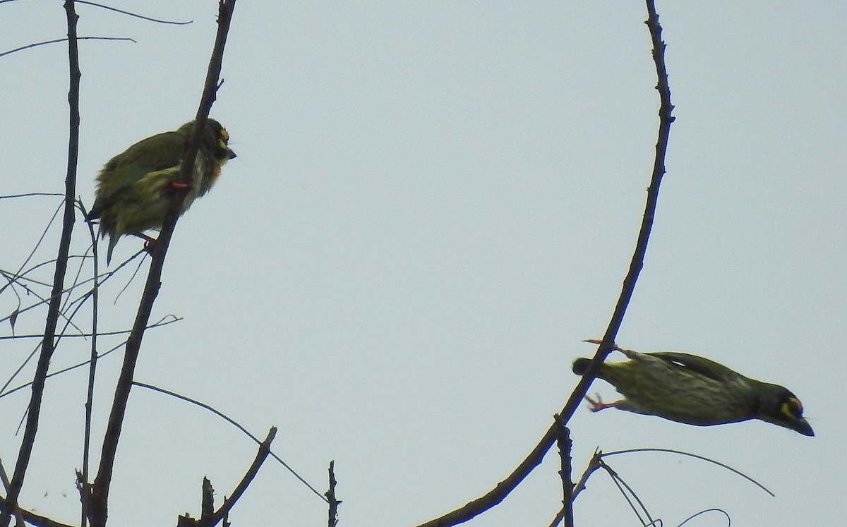 Kupferschmied-Bartvogel - ML641788373