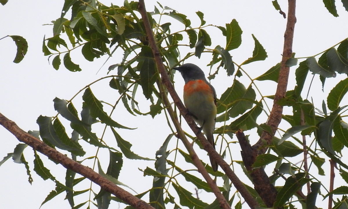 Small Minivet - ML641788383