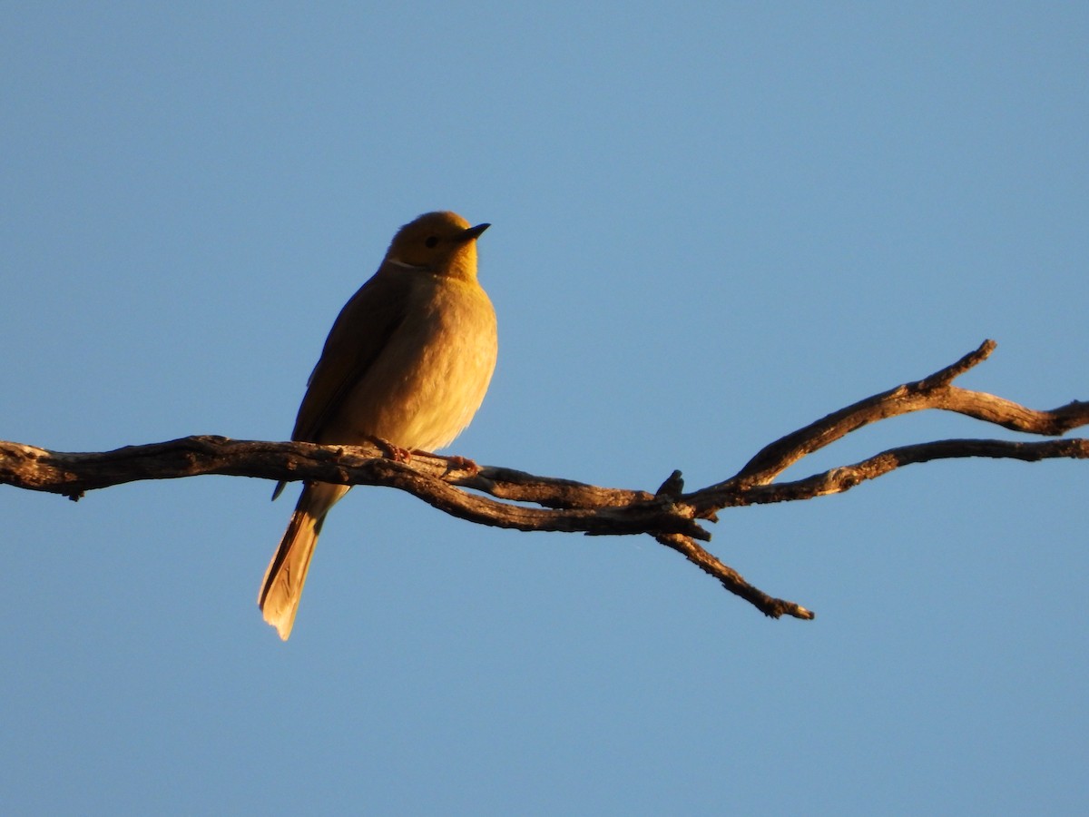 White-plumed Honeyeater - ML641788399