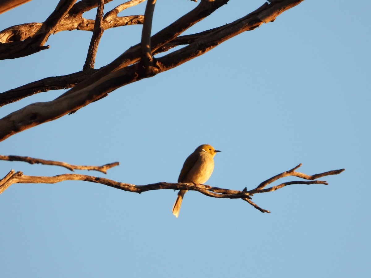 White-plumed Honeyeater - ML641788401