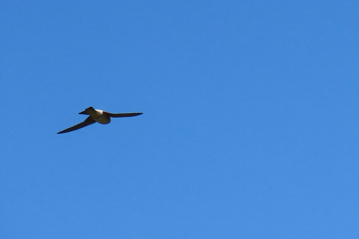 Tree Martin - ML641788402