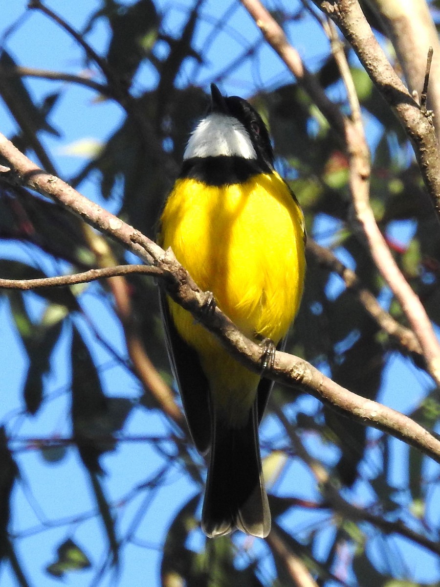 Golden Whistler (Eastern) - ML641788411