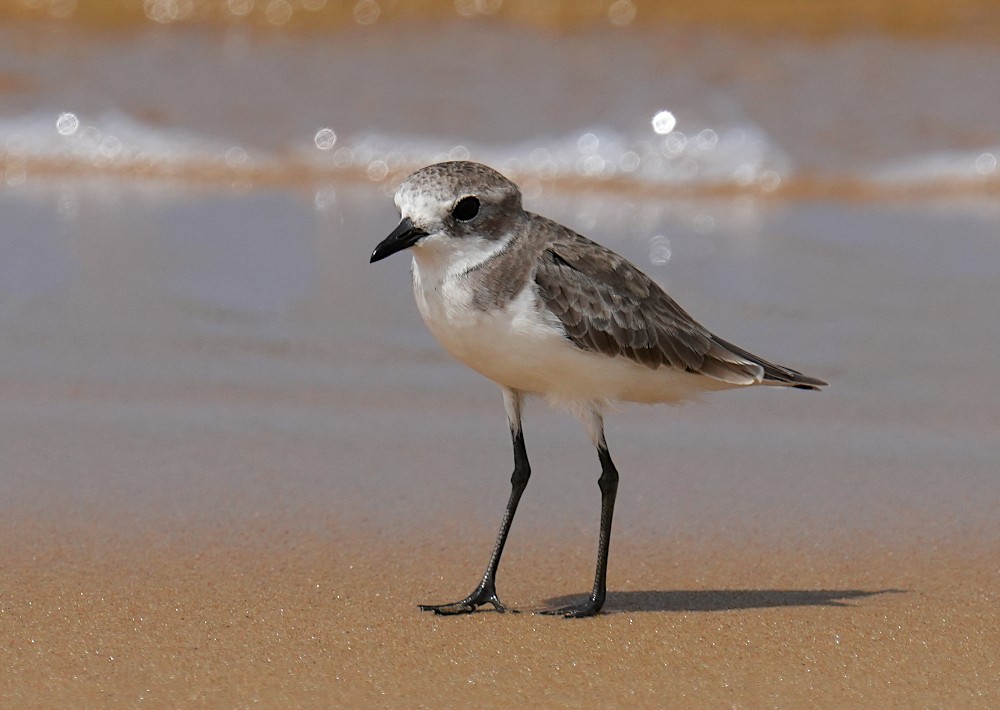 Tibetan Sand-Plover - ML641788492