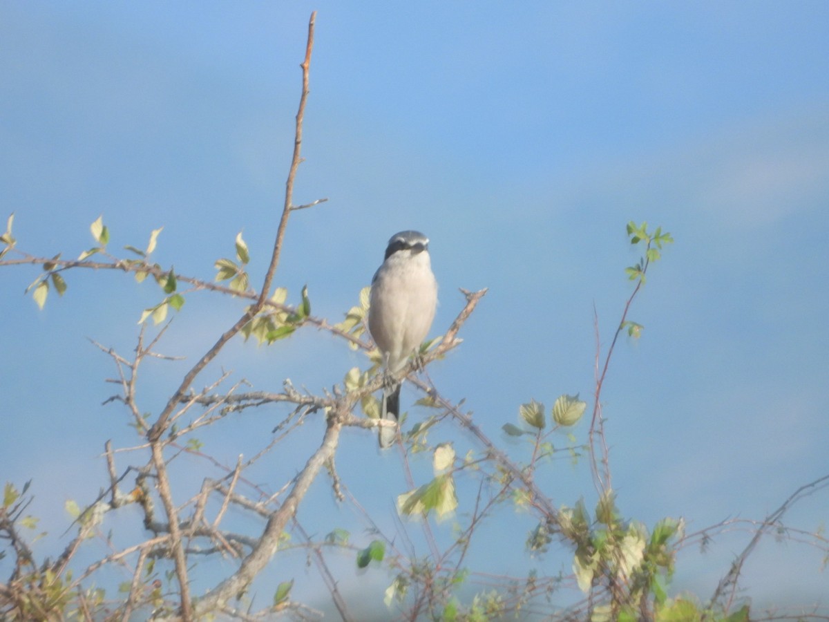 Iberian Gray Shrike - ML641788518