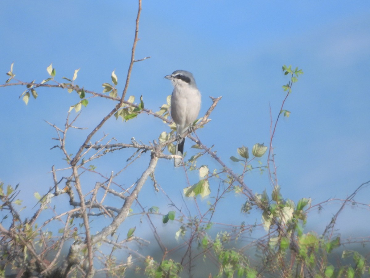 Iberian Gray Shrike - ML641788519