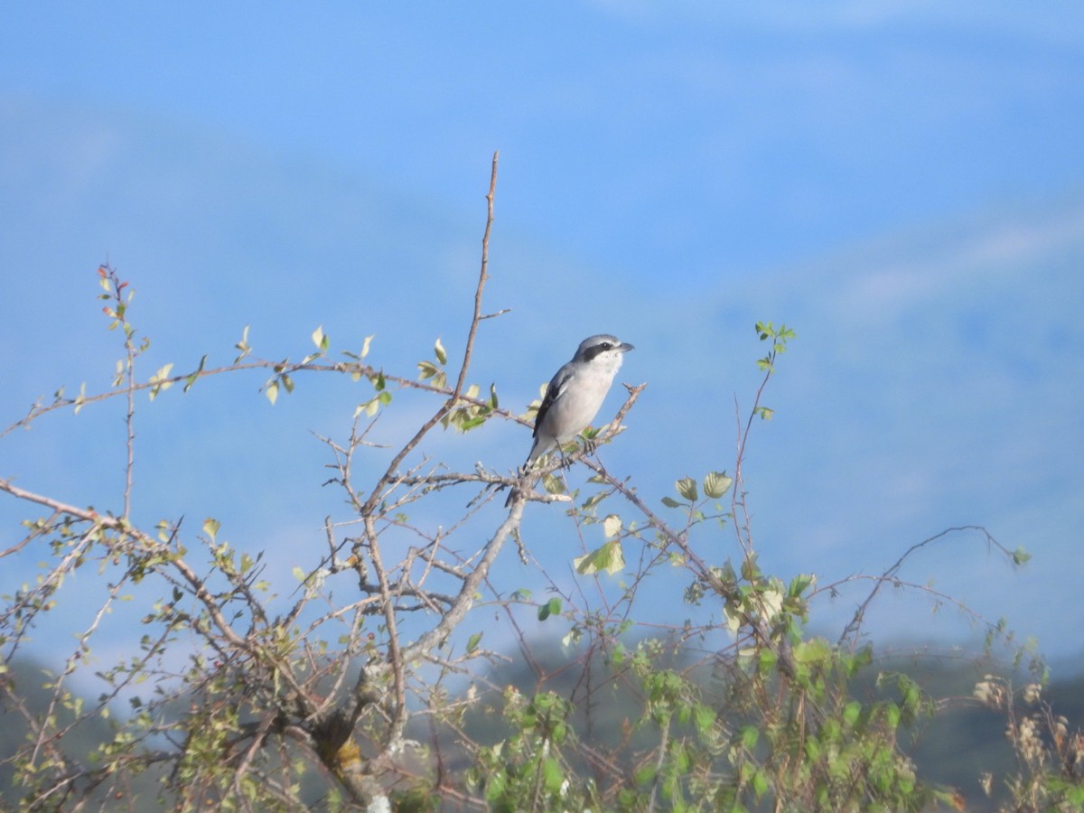 Iberian Gray Shrike - ML641788520