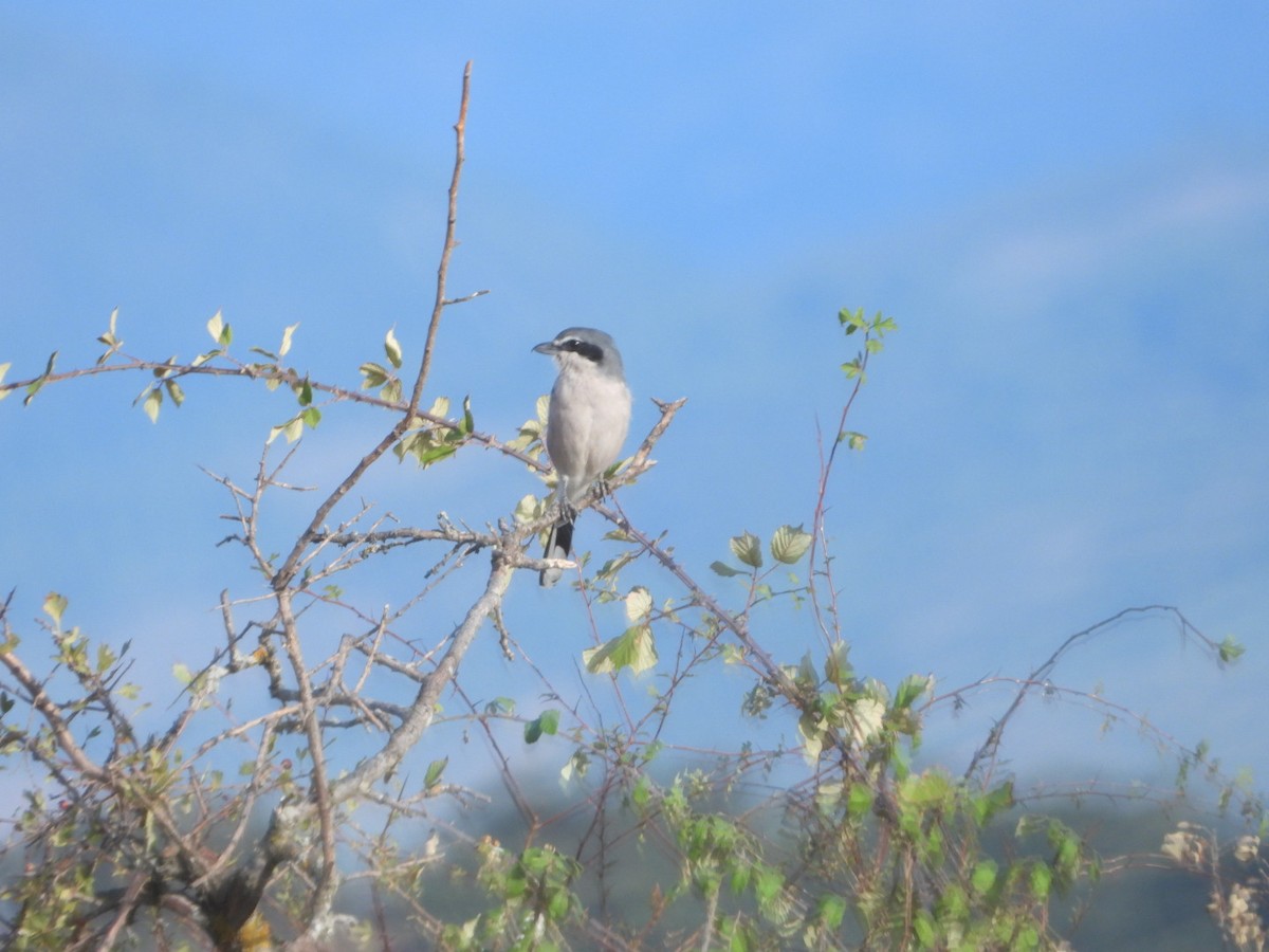 Iberian Gray Shrike - ML641788521