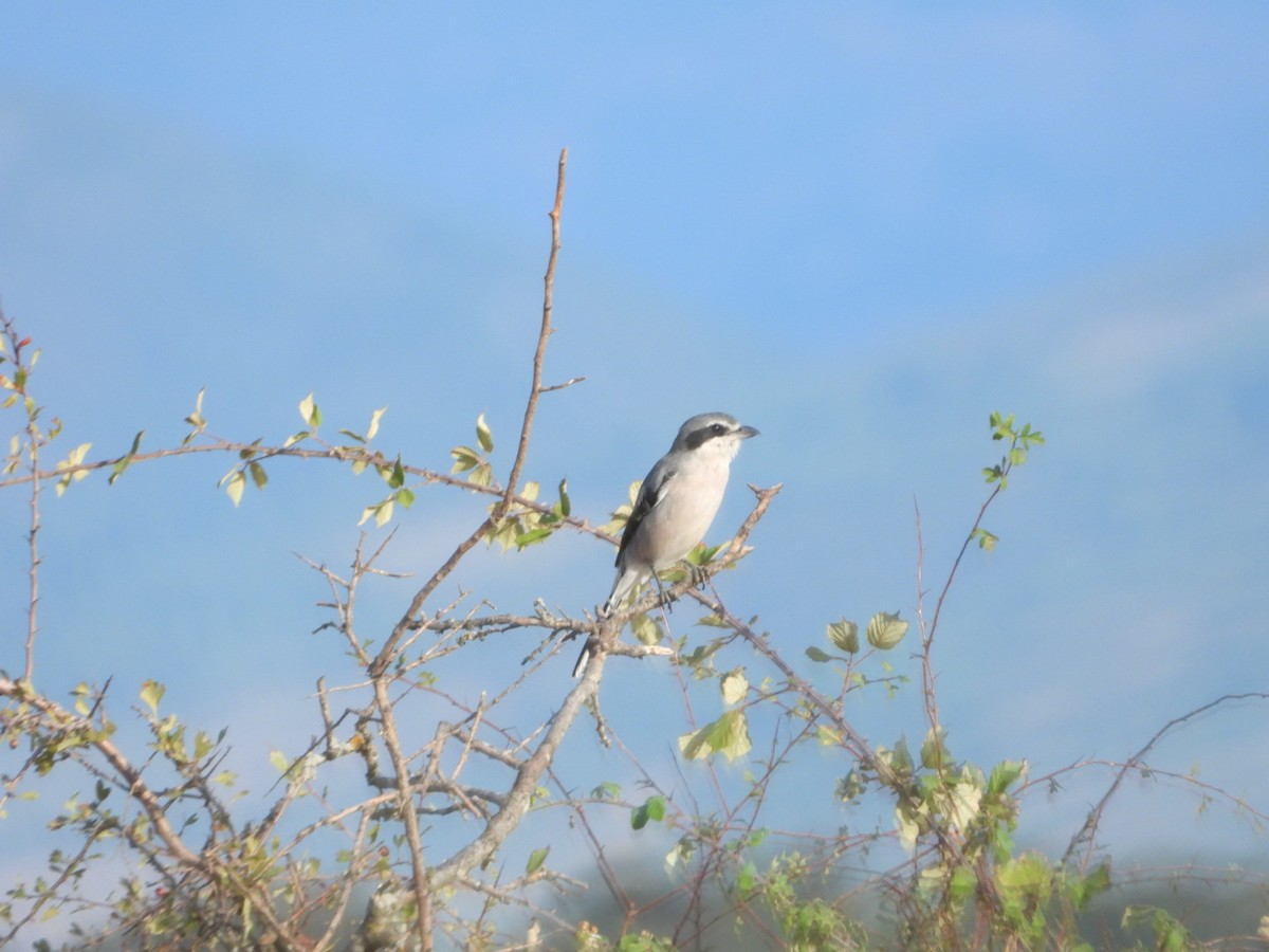 Iberian Gray Shrike - ML641788522