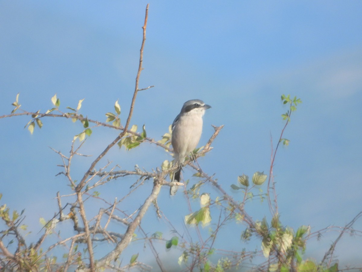 Iberian Gray Shrike - ML641788523