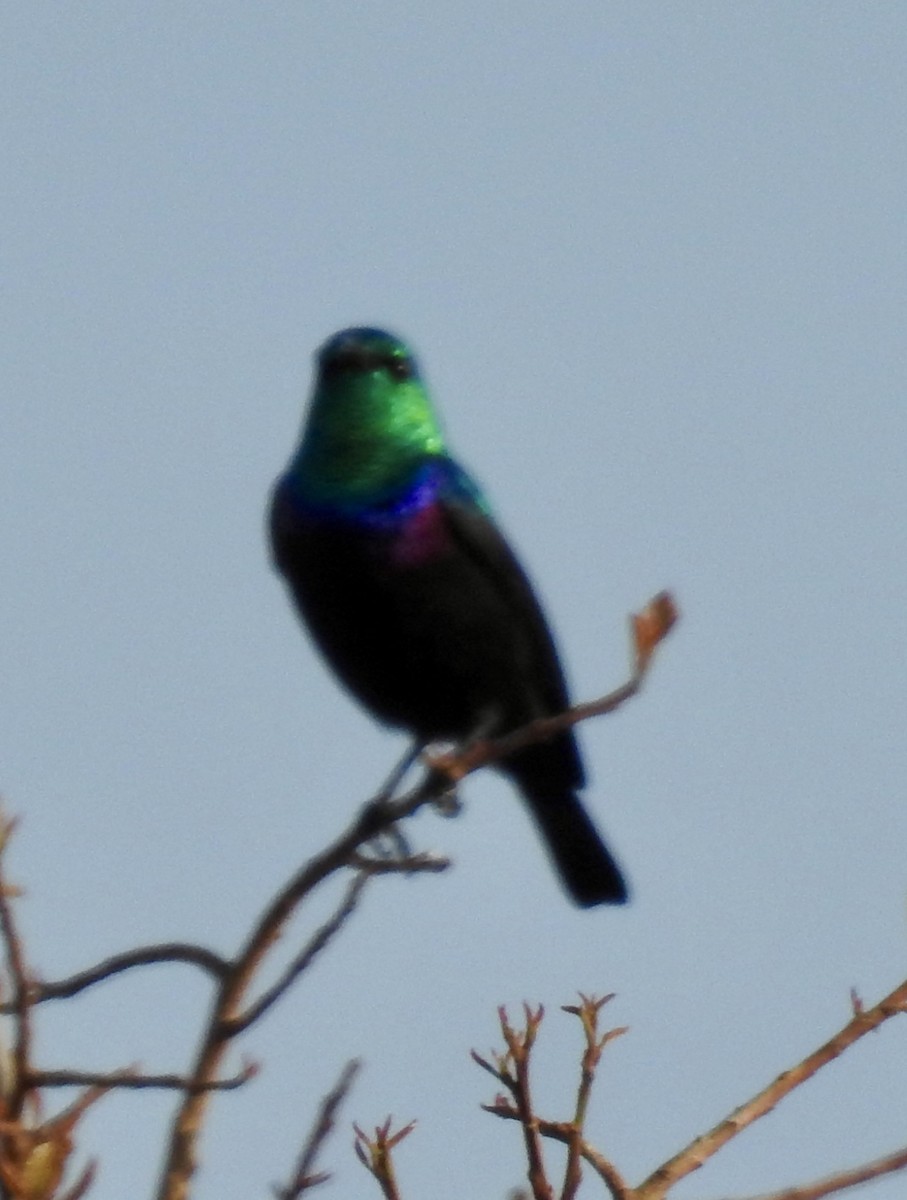 Purple-banded Sunbird - ML641788537