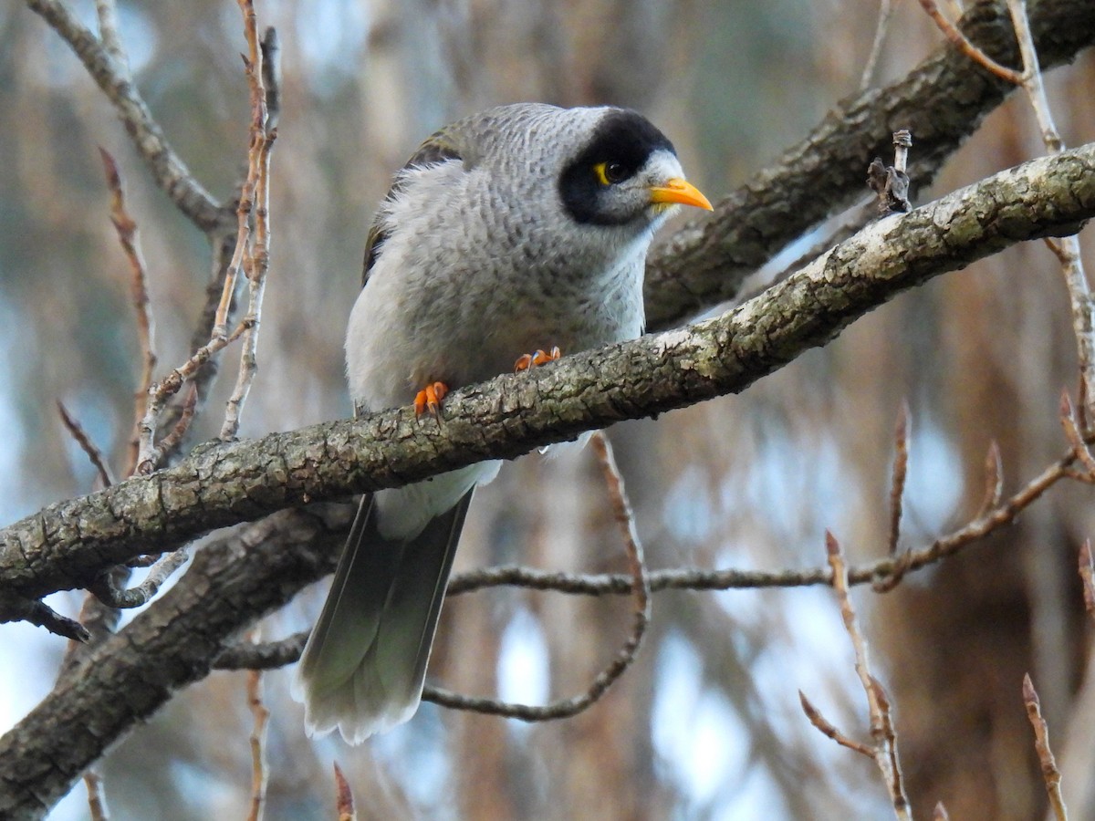 Noisy Miner - ML641788539