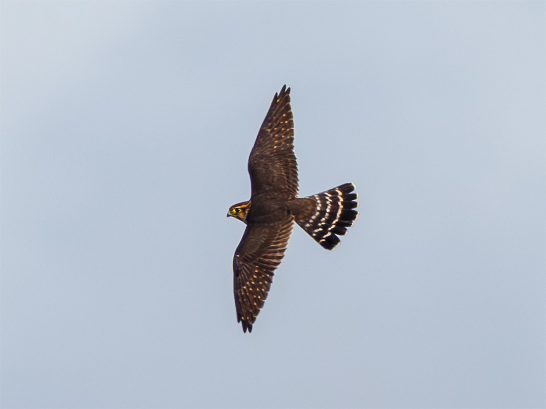 Merlin - ML641788547