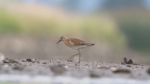 Ruff - ML641788569