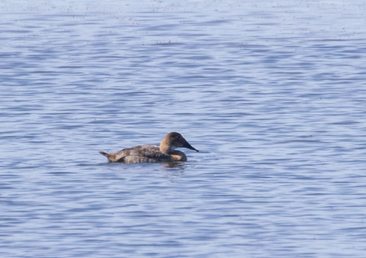 Canvasback - ML641788590