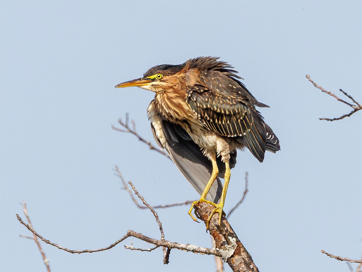 Green Heron - ML641788622