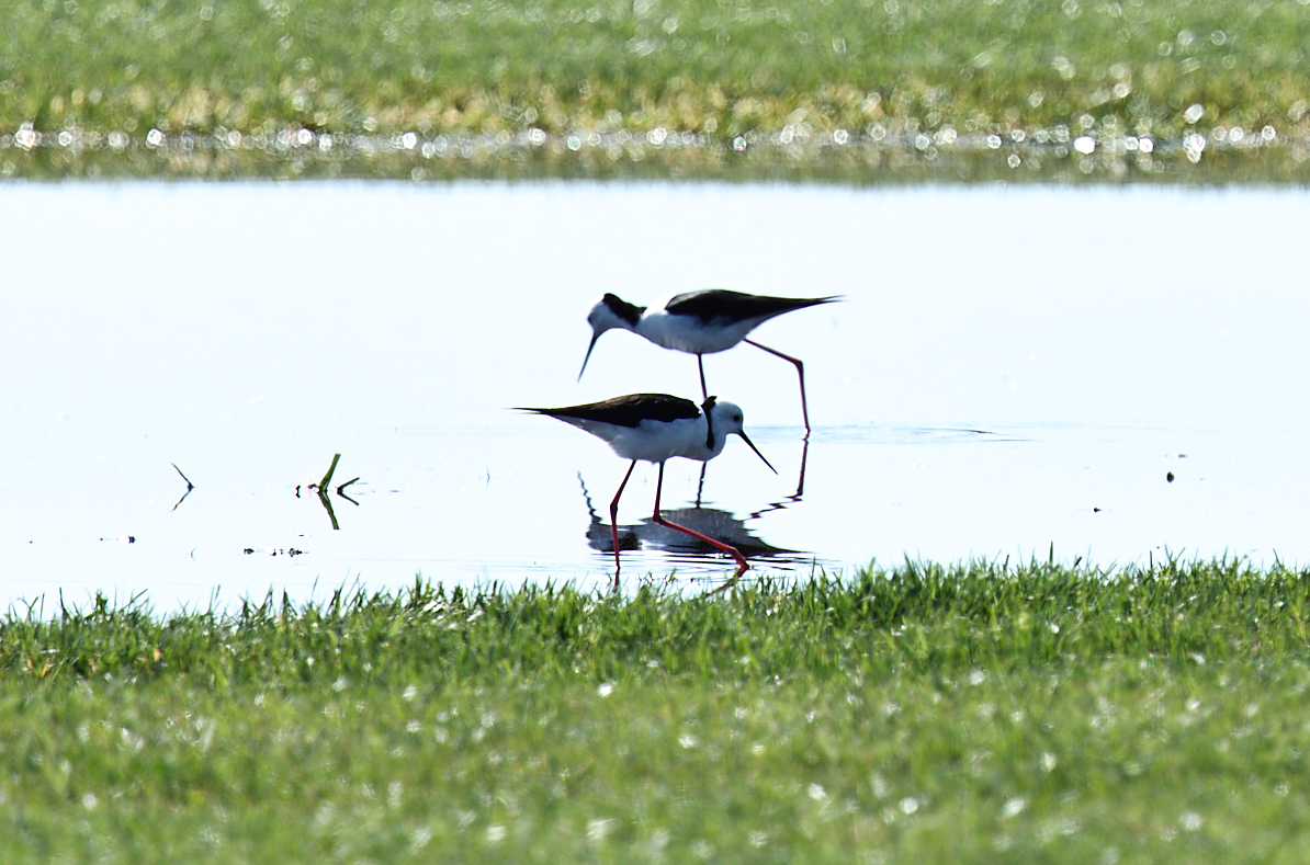 Pied Stilt - ML641788637
