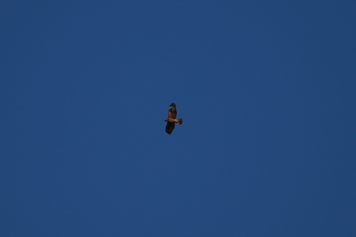 Bonelli's Eagle - ML641788668