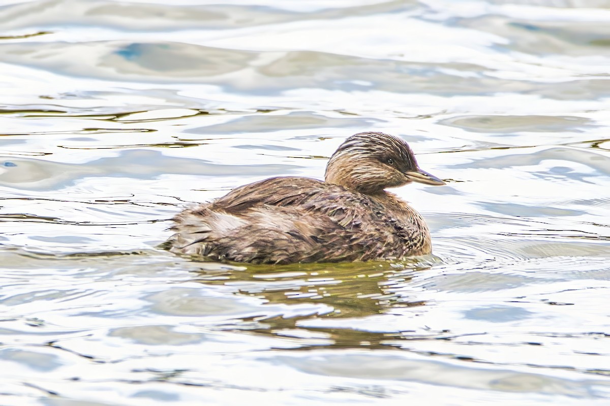 Hoary-headed Grebe - ML641788673