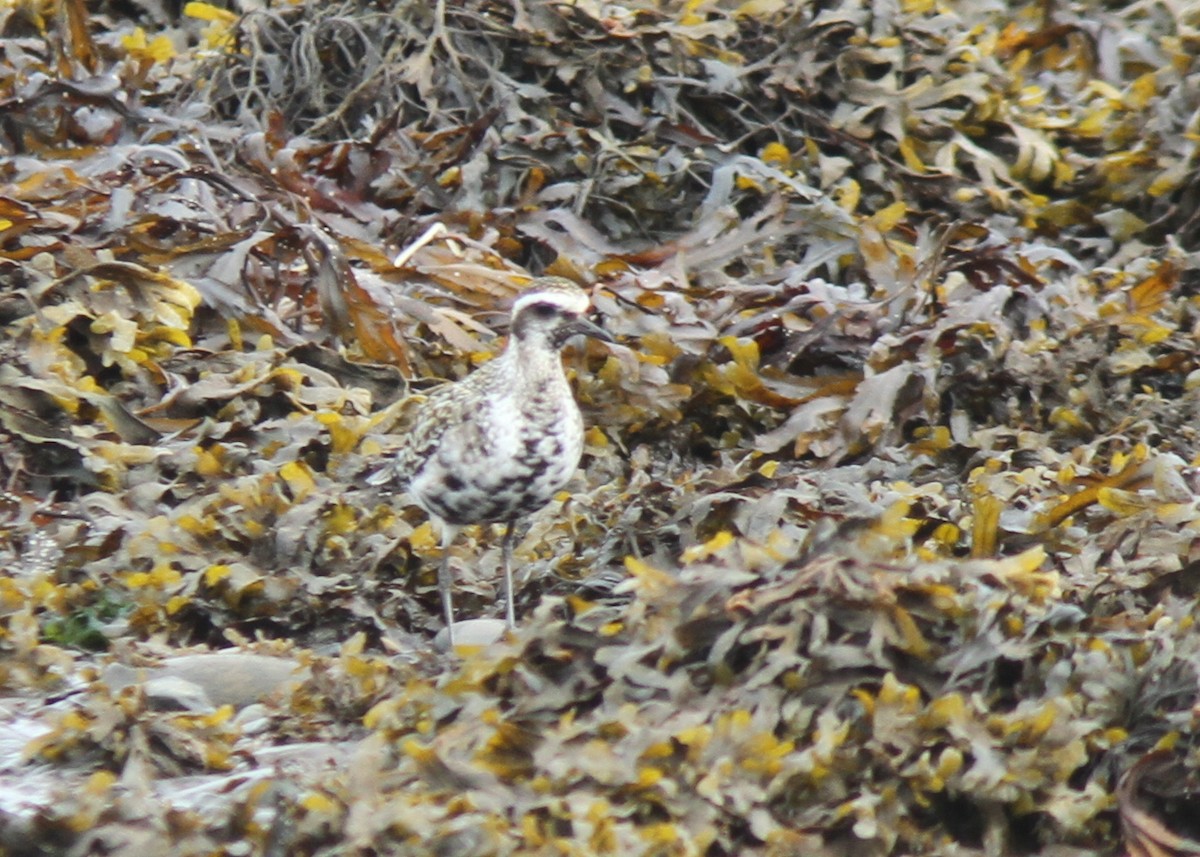 American Golden-Plover - ML641788705