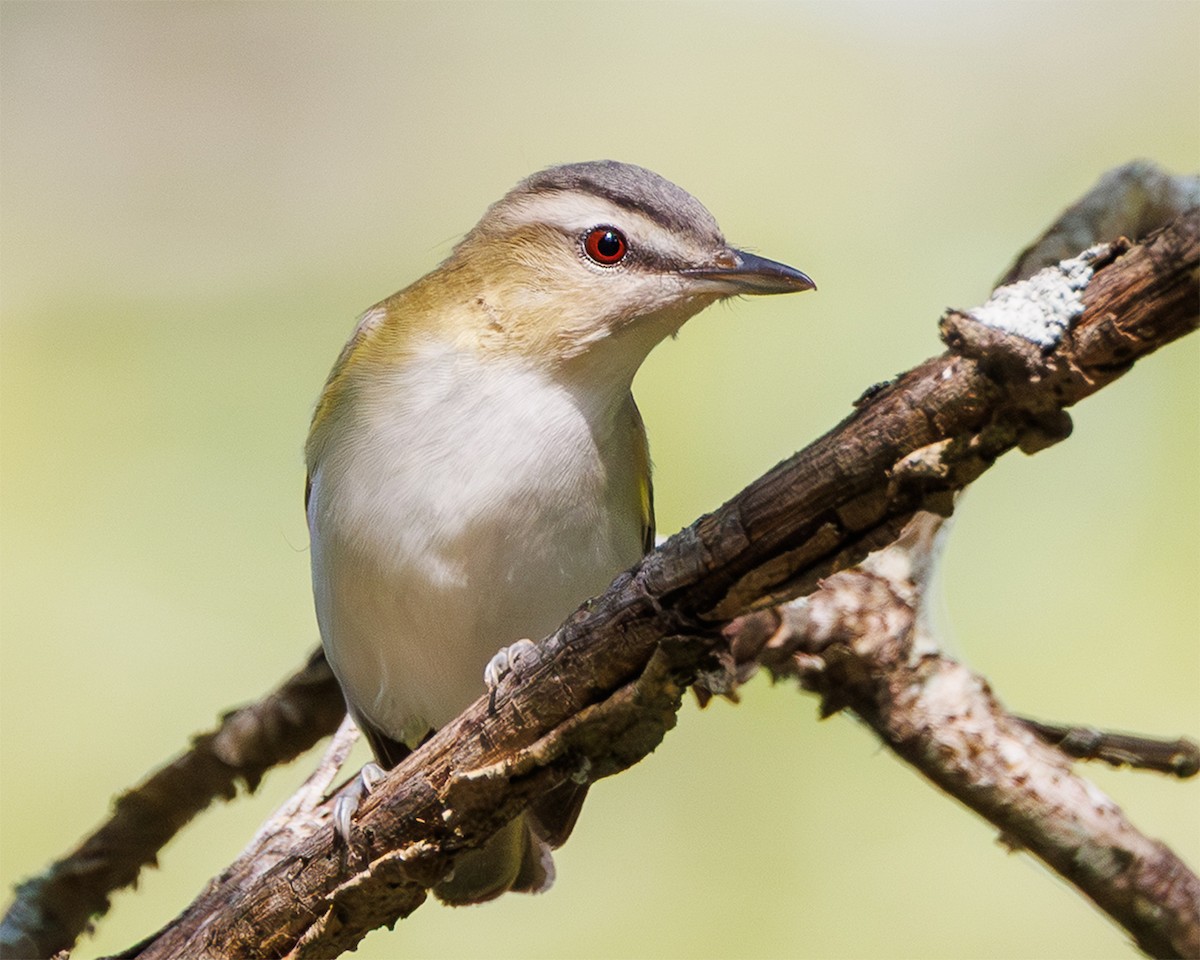 Red-eyed Vireo - ML641788713