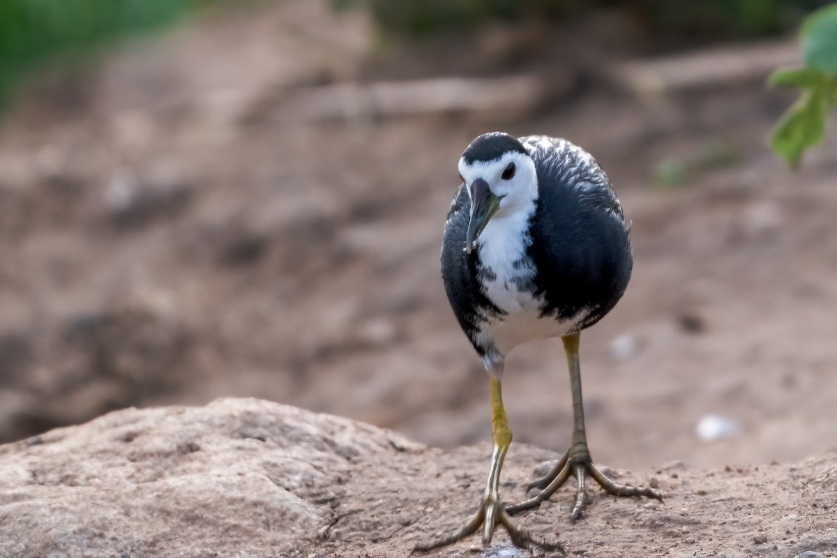 White-breasted Waterhen - ML641788714