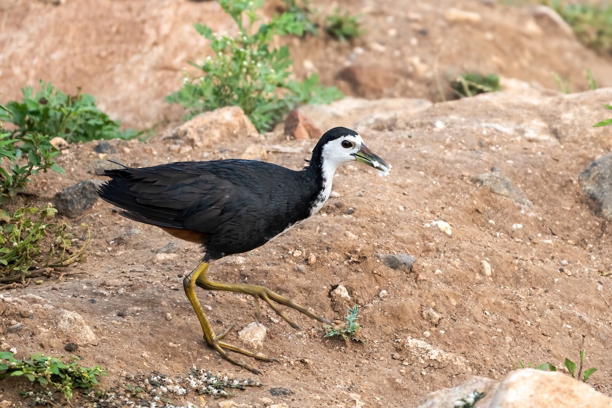 White-breasted Waterhen - ML641788716