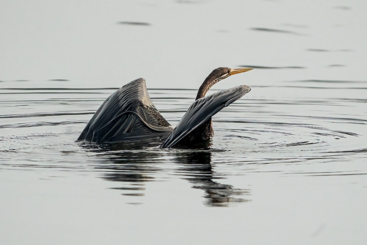 Oriental Darter - ML641788724