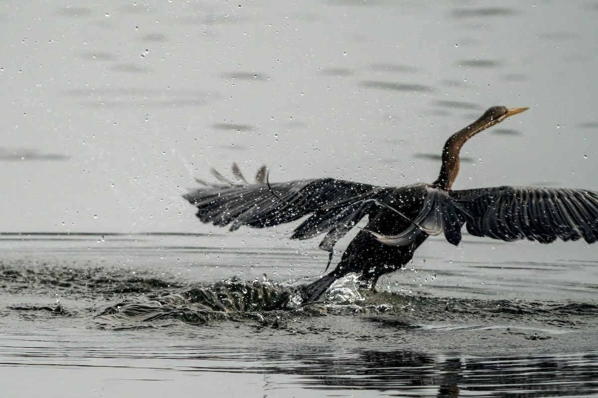 Oriental Darter - ML641788725