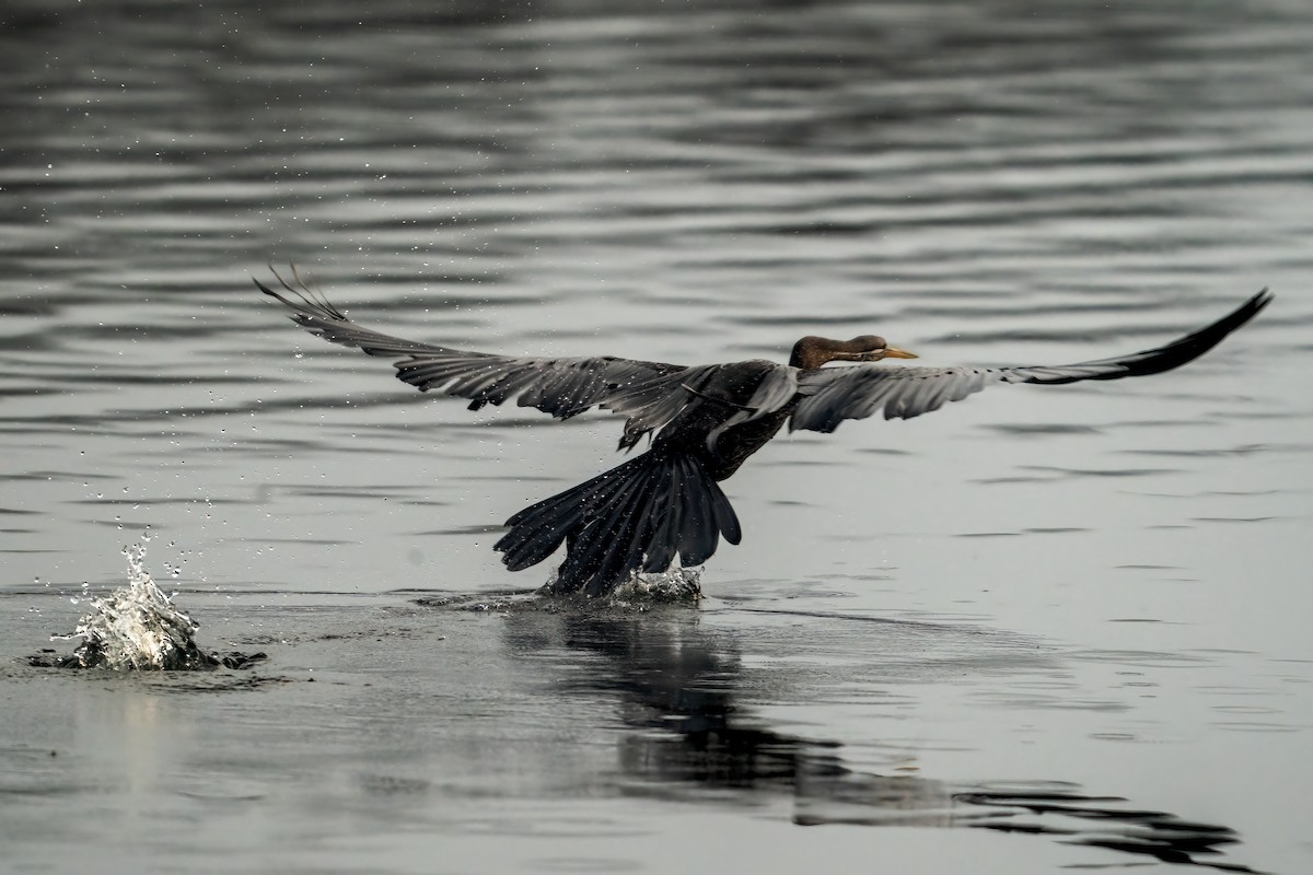 Oriental Darter - ML641788726