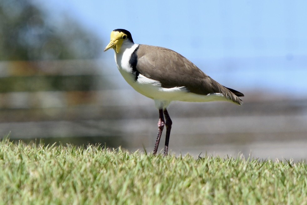Masked Lapwing - ML641788765