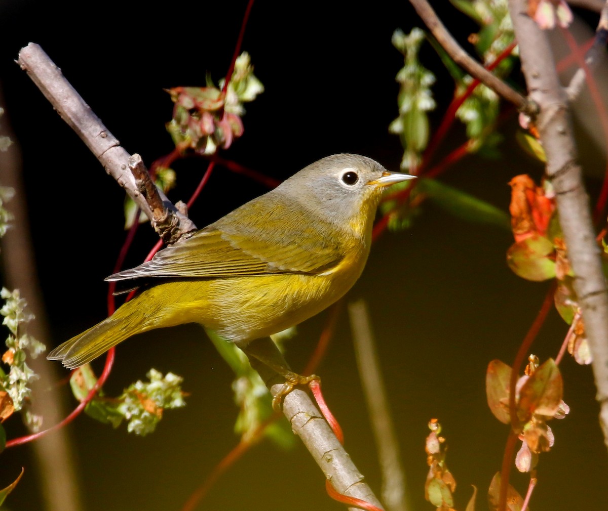 Nashville Warbler - ML641788772