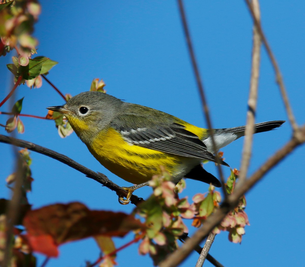 Magnolia Warbler - ML641788790