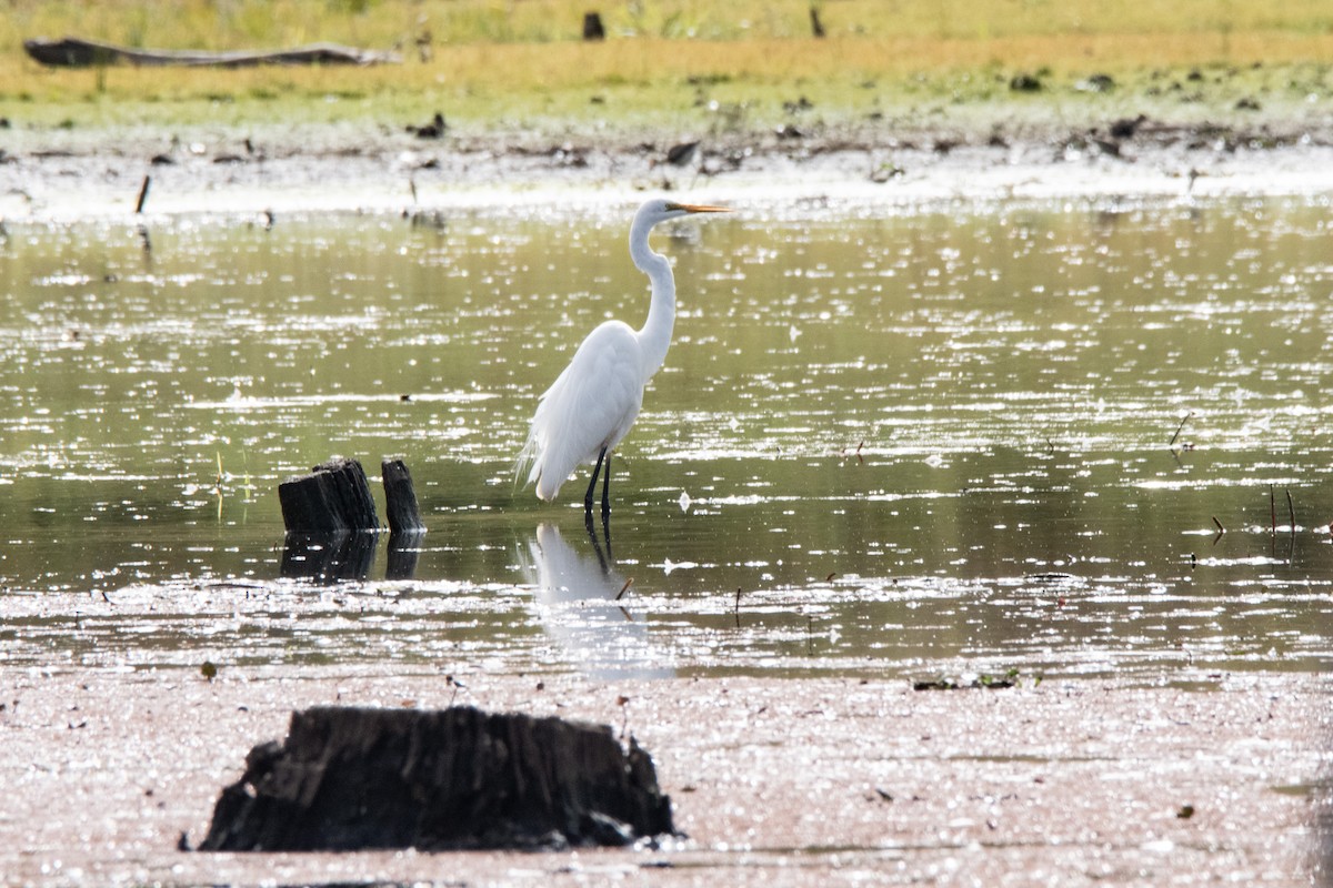 Grande Aigrette (modesta) - ML641788794