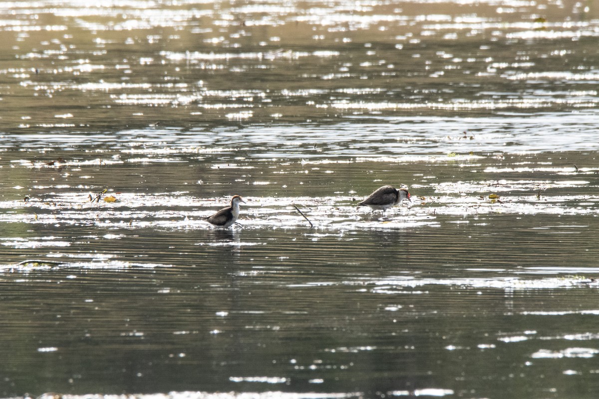Comb-crested Jacana - ML641788816