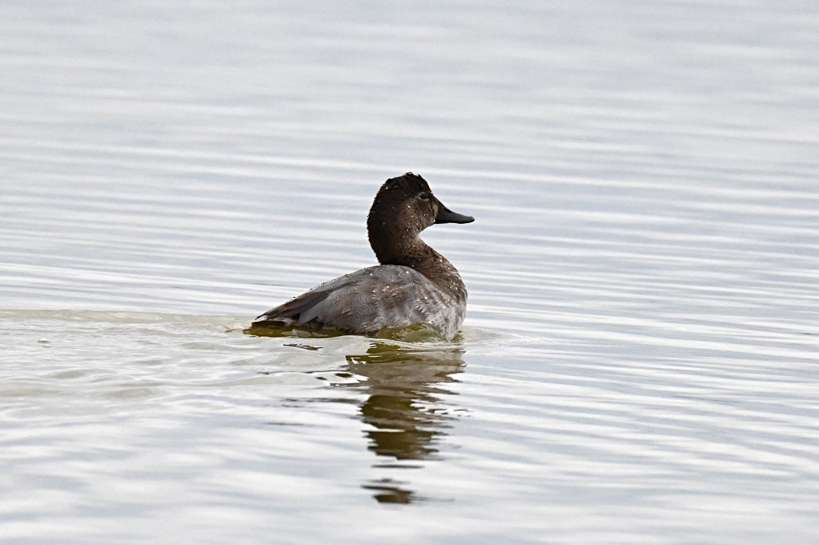 Common Pochard - ML641788833