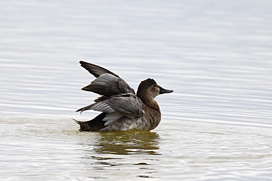 Common Pochard - ML641788834