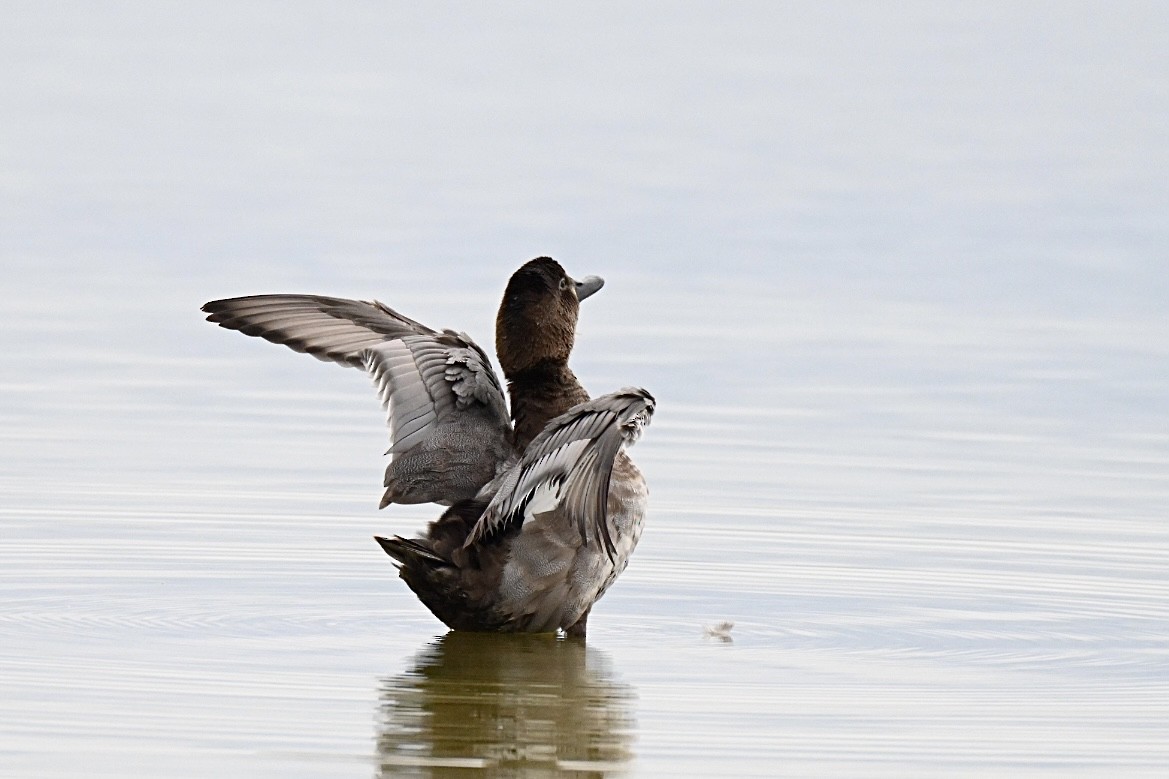 Common Pochard - ML641788835