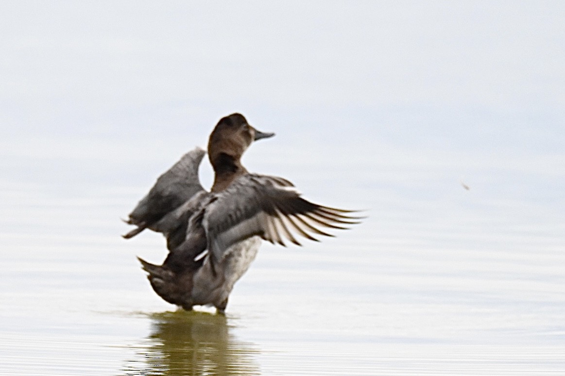 Common Pochard - ML641788836