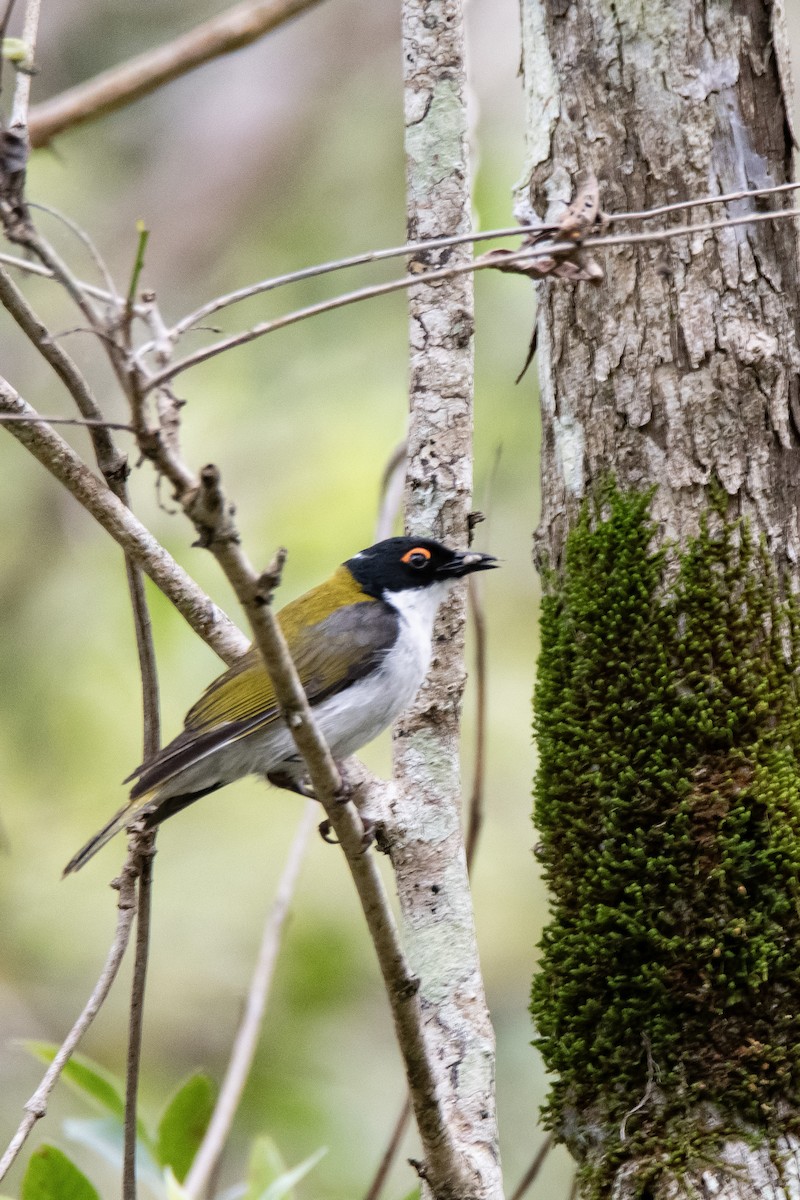 White-naped Honeyeater - ML641788858