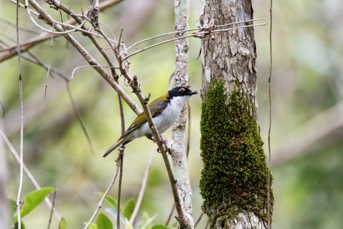 White-naped Honeyeater - ML641788867
