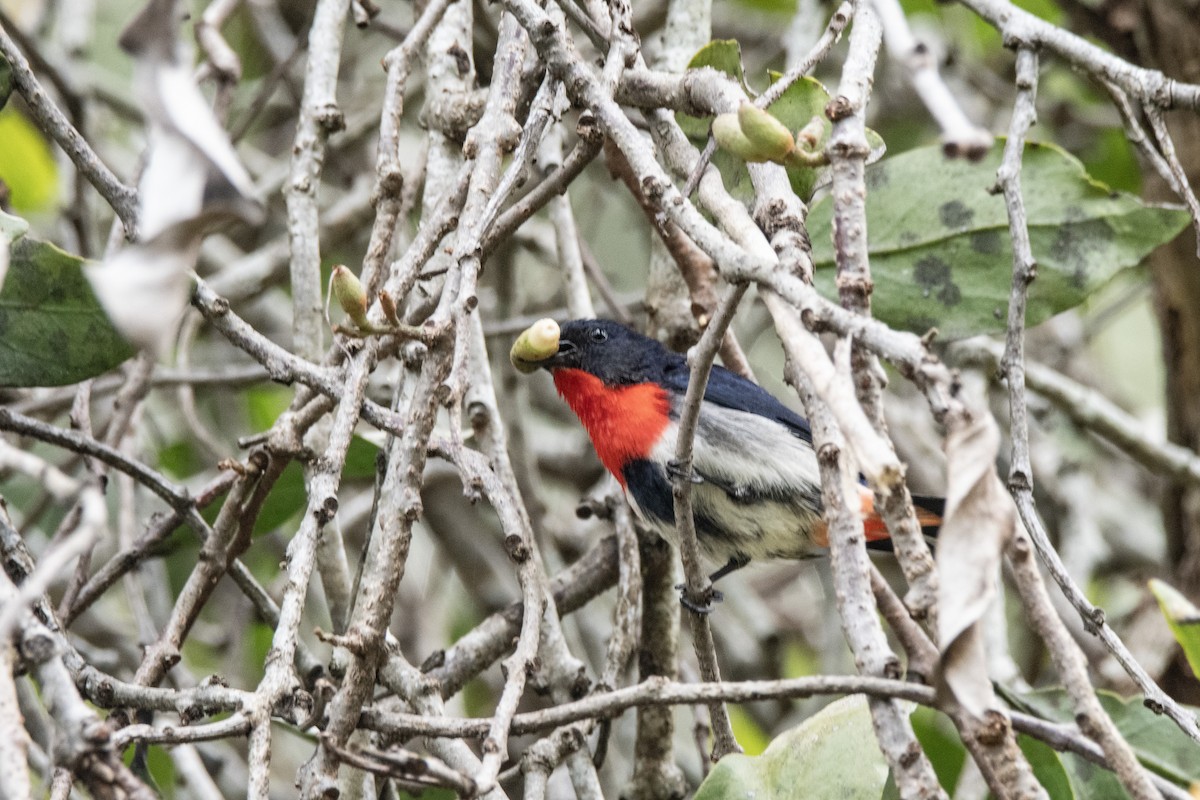 Mistletoebird (Australian) - ML641788868