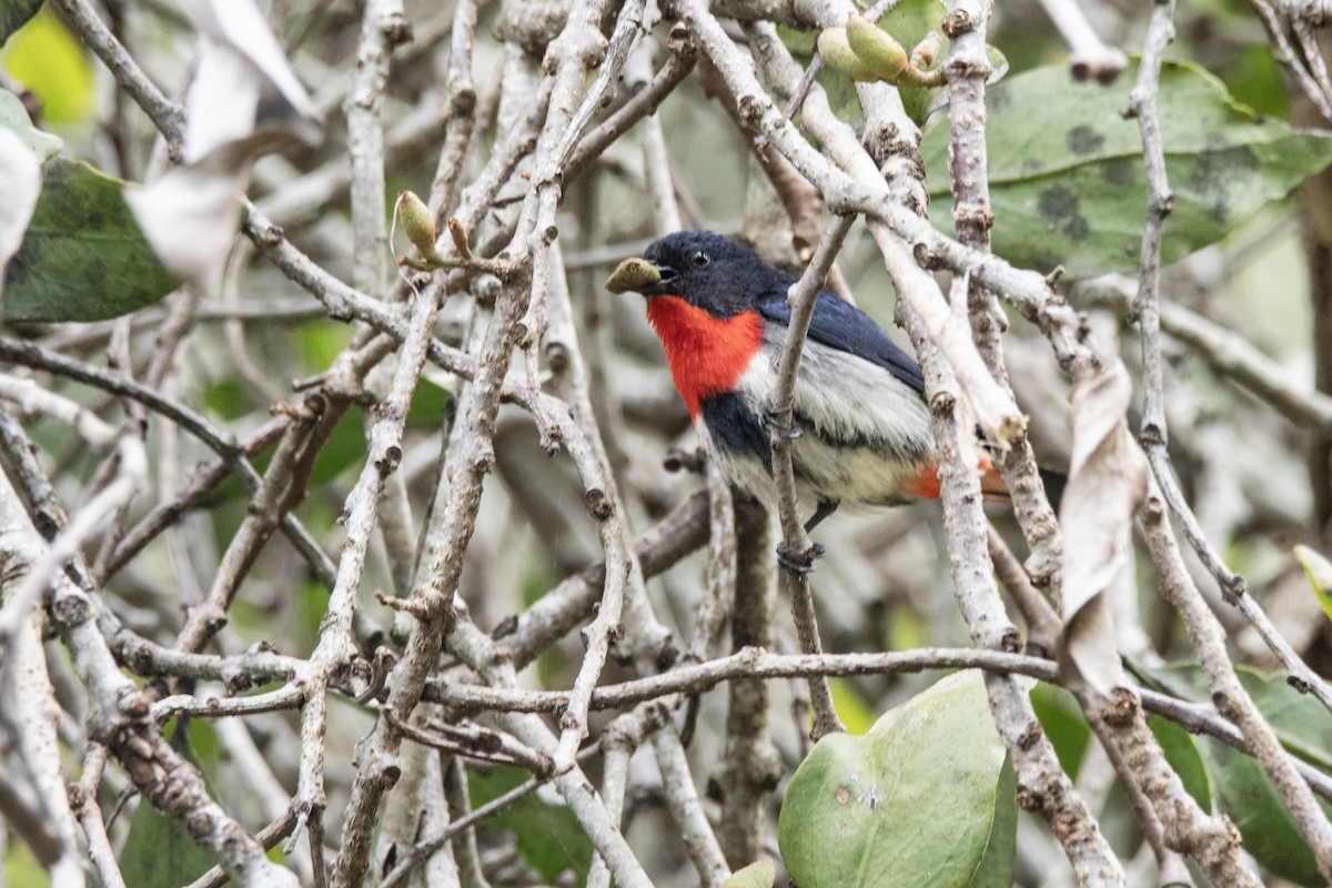 Mistletoebird (Australian) - ML641788901