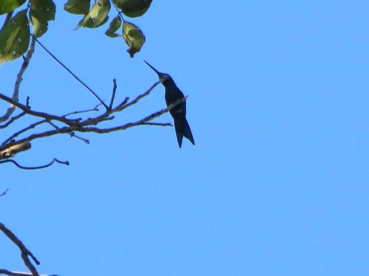 kolibřík cerradový - ML64178891
